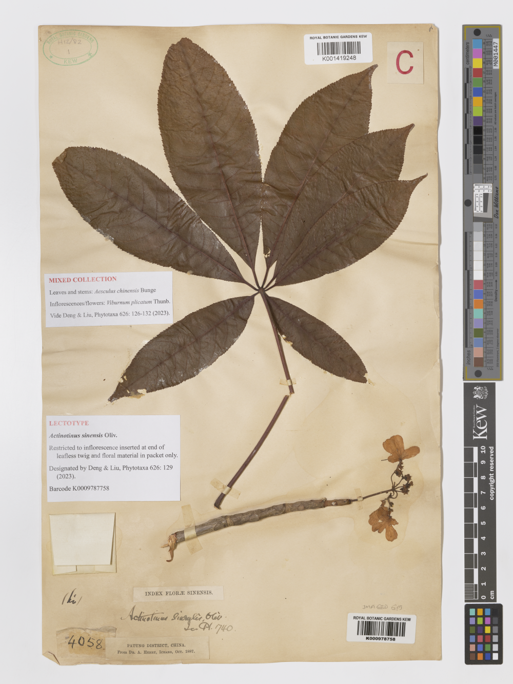 Scan of a plant specimen that has the flowers of a Virbunum plant inserted into the branches of an Aesculus Scan of a plant specimen that has the flowers of a Virbunum plant inserted into the branches of an Aesculus